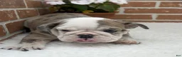 English Bulldog dogs for sale: Teresa - Ad 11