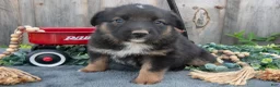 Mixed Breed dogs for sale: Gigi - Ad 1