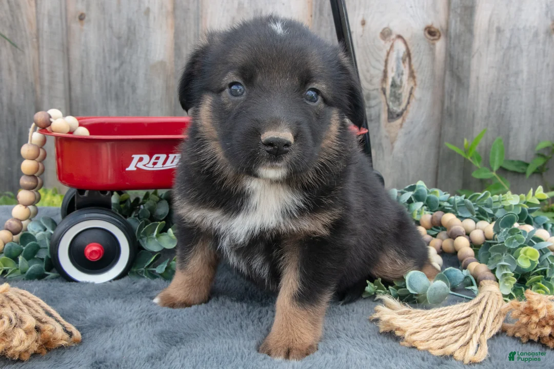 Mixed Breed dogs for sale: Gigi - Ad 1