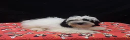 Shihpoo dogs for sale: Jag  - Ad 3