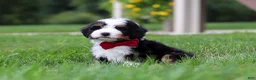 Mini Bernedoodle dogs for sale:  Tanner 🐶 - Ad 3