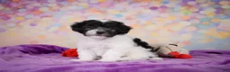 Maltipoo dogs for sale: Voilet - Ad 13