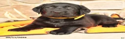 Labrador Retriever dogs for sale: Paige - Ad 4
