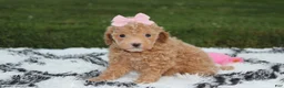 Bichpoo dogs for sale: Kalila  - Ad 9