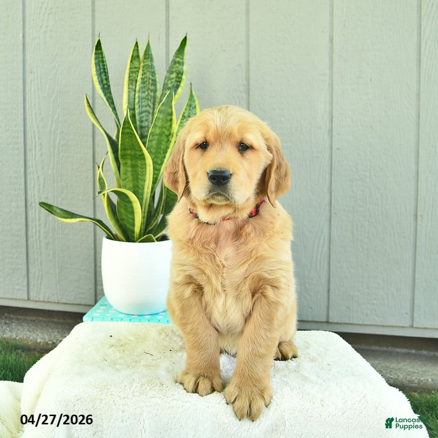 Golden Retriever dogs Bean  - Ad 1