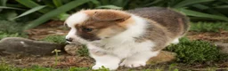 Welsh Corgi Pembroke dogs for sale: Rex - Ad 9