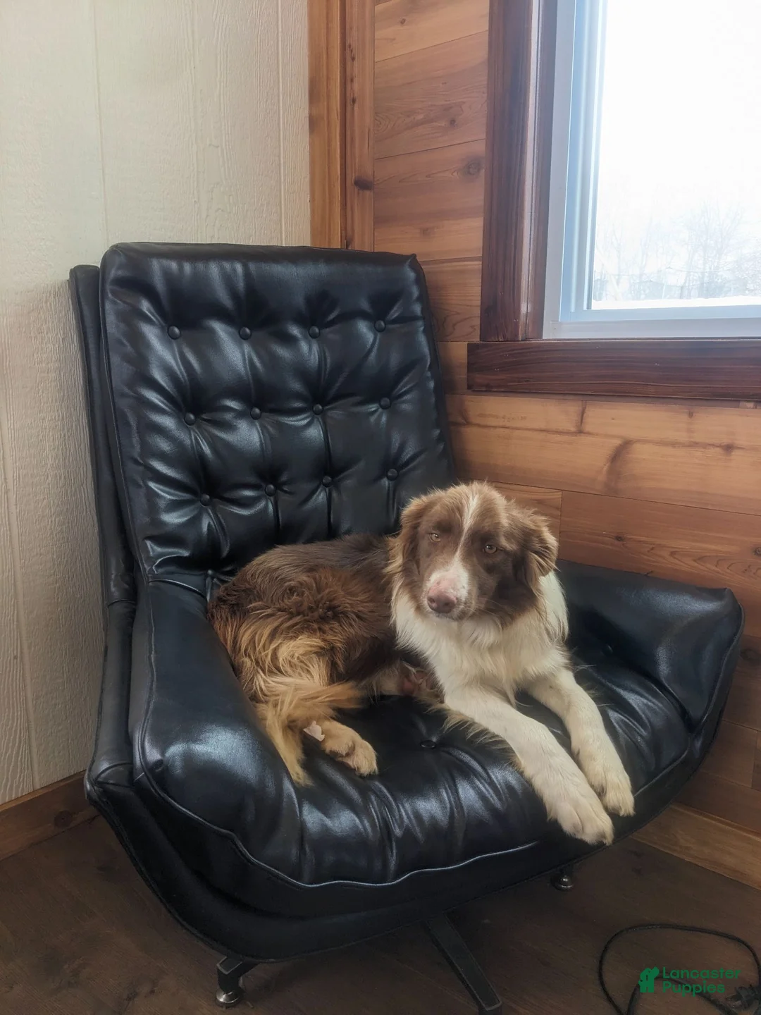 Border Collie dogs for sale: Tally - Ad 10