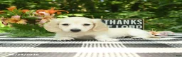 Miniature Dachshund dogs for sale: Millie - Ad 3