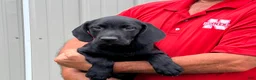 Labrador Retriever dogs for sale: Boy 2 - Ad 1
