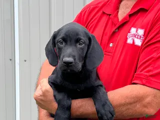 Labrador Retriever dogs Boy 2 - Ad 2
