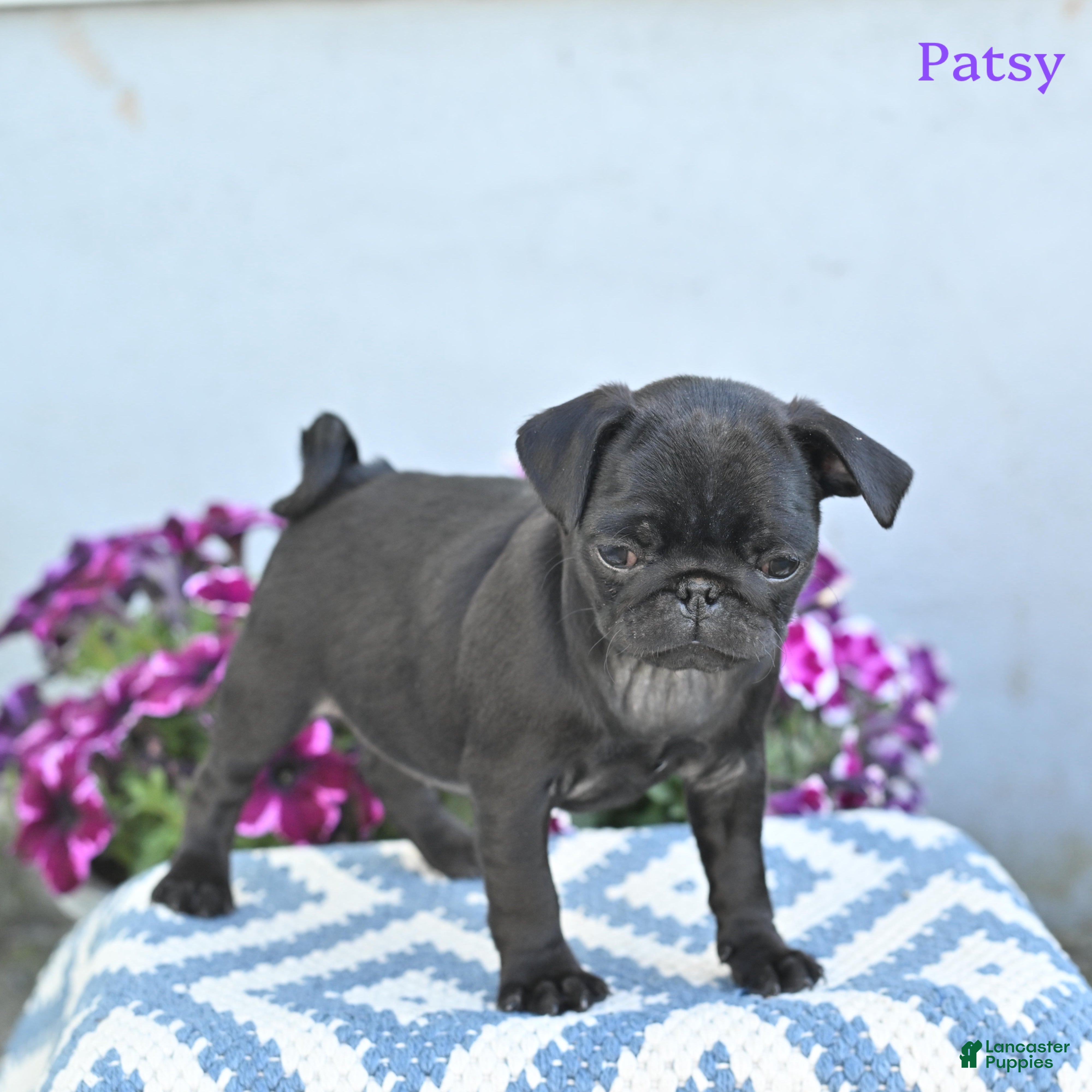 Pug dogs Patsy - Ad 2
