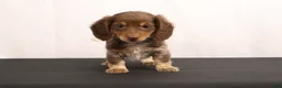 Dachshund dogs for sale: Ricky - Ad 10