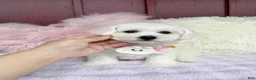 Bichon Frise dogs for sale: 🩷Nina🩷 - Ad 7