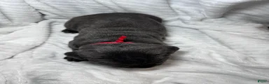 Cane Corso Puppy 5