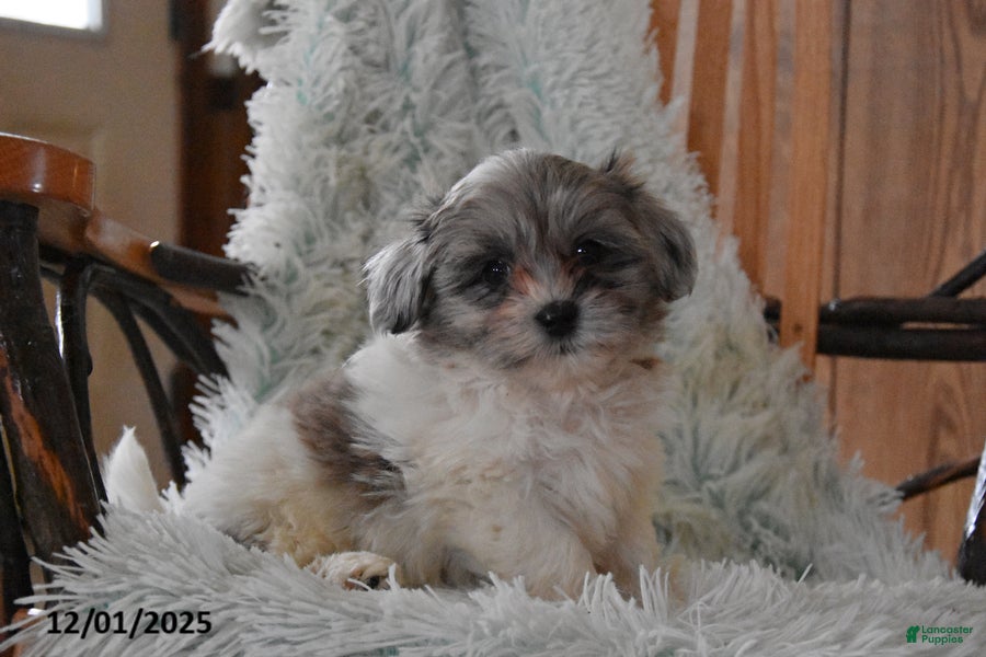 Mixed Breed dogs Rocky - Ad 1