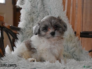 Mixed Breed dogs Rocky - Ad 18