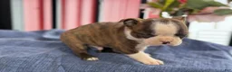 Boston Terrier dogs for sale: Bert - Ad 17