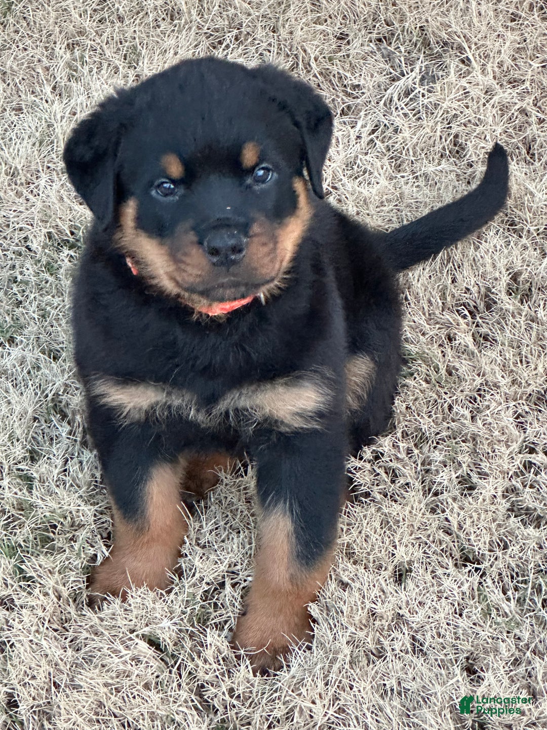 Rottweiler dogs for sale: Rottweiler Puppy 1 - Ad 5