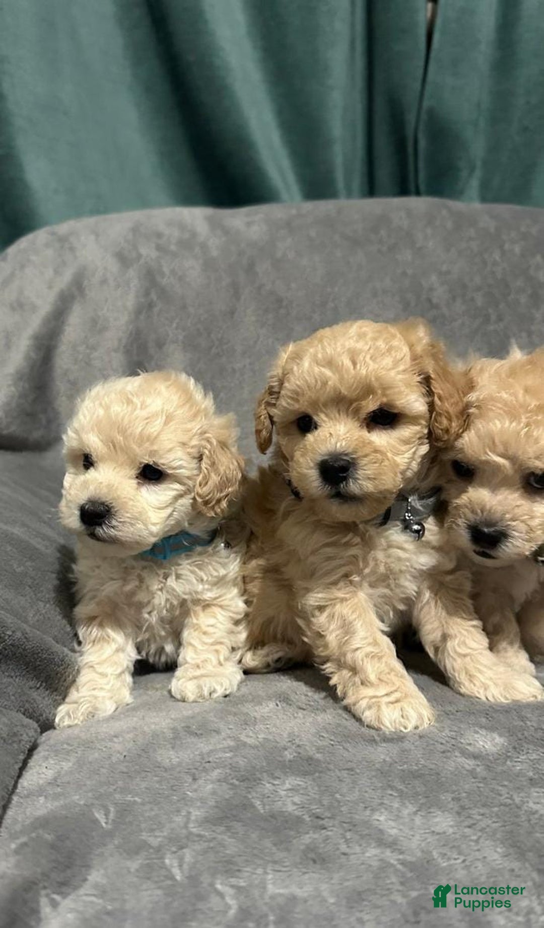 Maltipoo dogs for sale: Sam - Ad 21