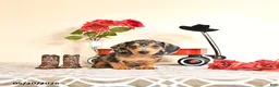 Miniature Dachshund dogs for sale: Curtis - Ad 2