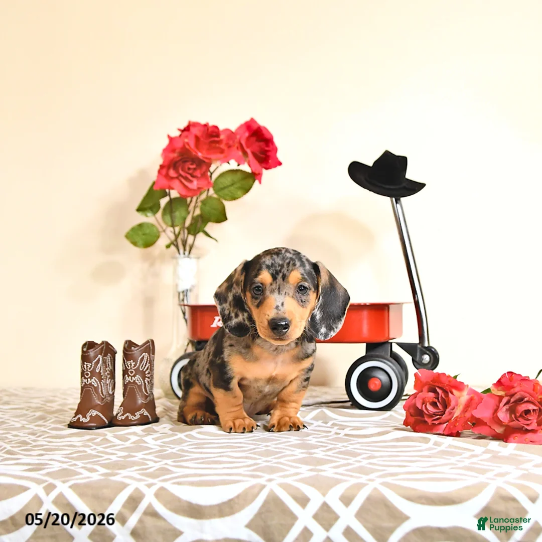 Miniature Dachshund dogs for sale: Curtis - Ad 2
