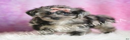 Yorkiepoo dogs for sale: Velvet - Ad 5