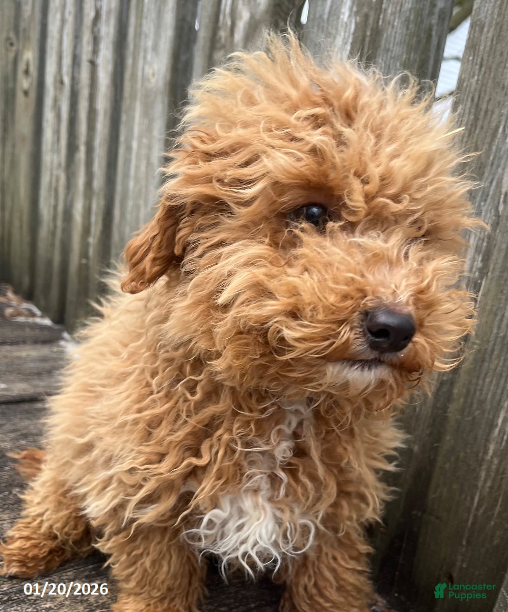 Bichpoo dogs Milo - Ad 2