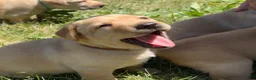 Labrador Retriever dogs for sale: Brown Collar Puppy 2 - Ad 2