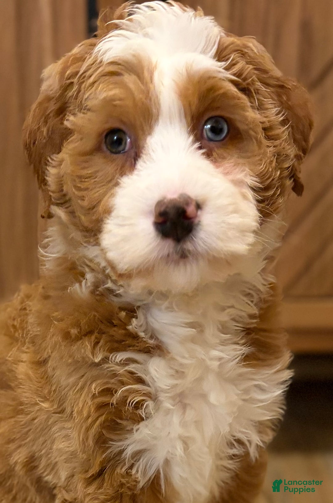 Mini Bernedoodle dogs for sale: 💗 IN BOSTON MASSACHUSETTS AREA 💗 RED AND WHITE GIRL WITH ONE BLUE EYE 💗 MINI BERNEDOODLE 💗 - Ad 7