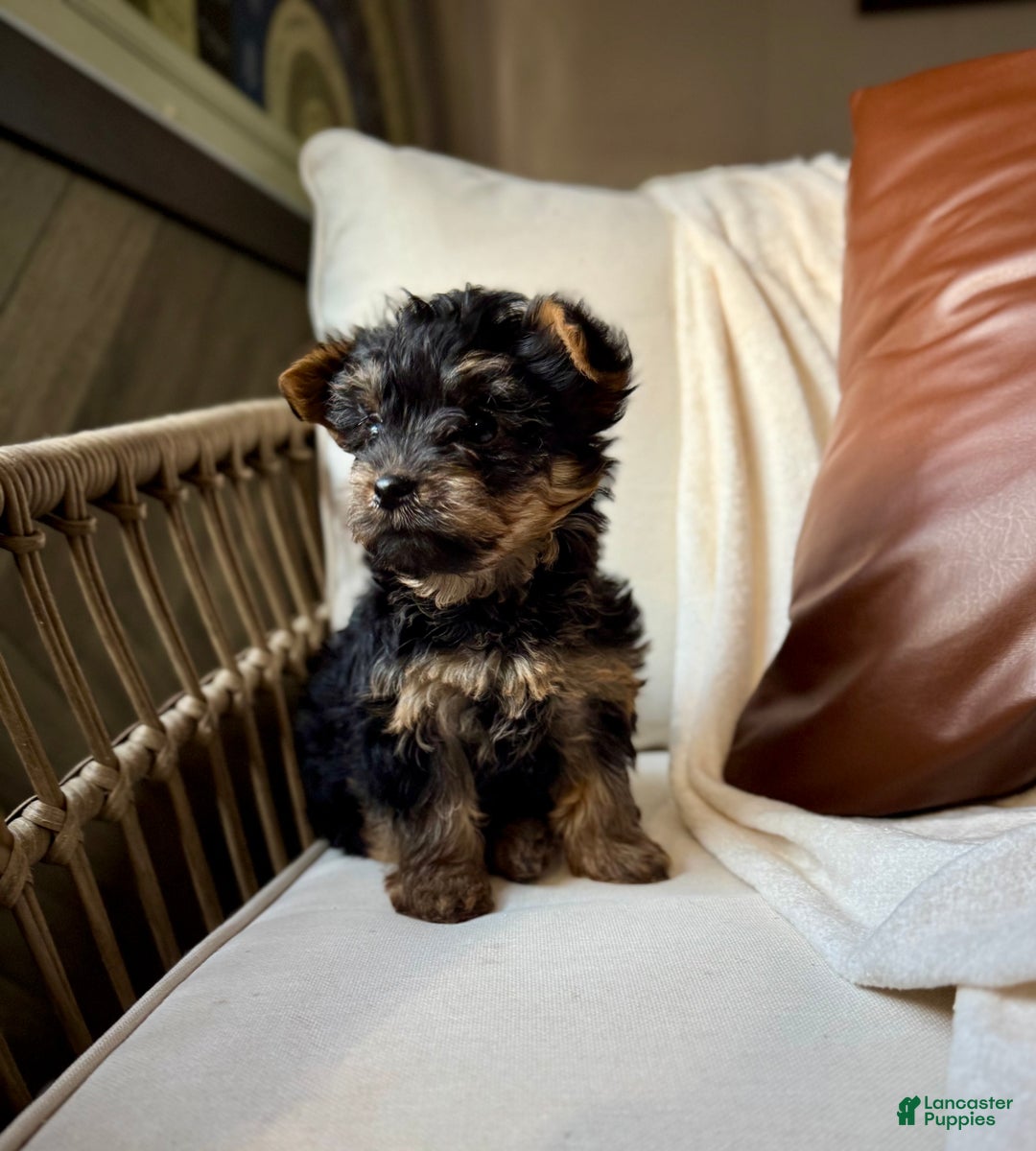 Yorkiepoo dogs for sale: Benson - Ad 5