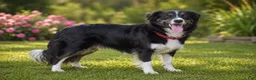 Mixed Breed dogs for sale: Brook - Ad 8