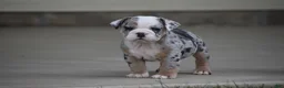 Beabull dogs for sale: Zelda - Ad 9