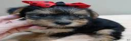 Yorkshire Terrier dogs for sale: Ziggy 2 pounds - Ad 6