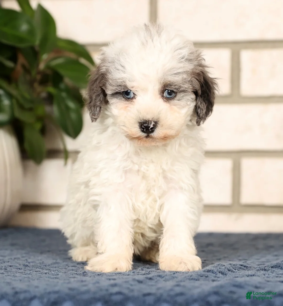 Havapoo dogs for sale: Edward - Ad 2