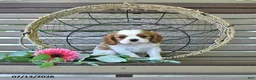 Cavalier King Charles Spaniel dogs for sale: Braden - Ad 2