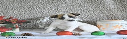 Jack Russell Terrier dogs for sale: Dixie - Ad 2