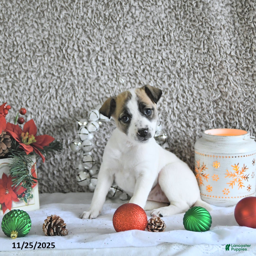 Jack Russell Terrier dogs for sale: Dixie - Ad 2