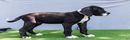 Great Dane dogs for sale: Kathy - Ad 10