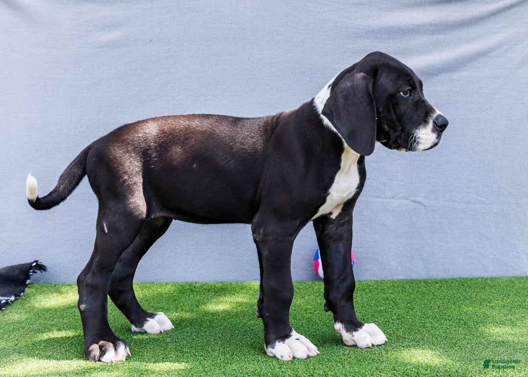 Great Dane dogs for sale: Kathy - Ad 10