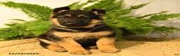 German Shepherd dogs for sale: Valerie - Ad 3