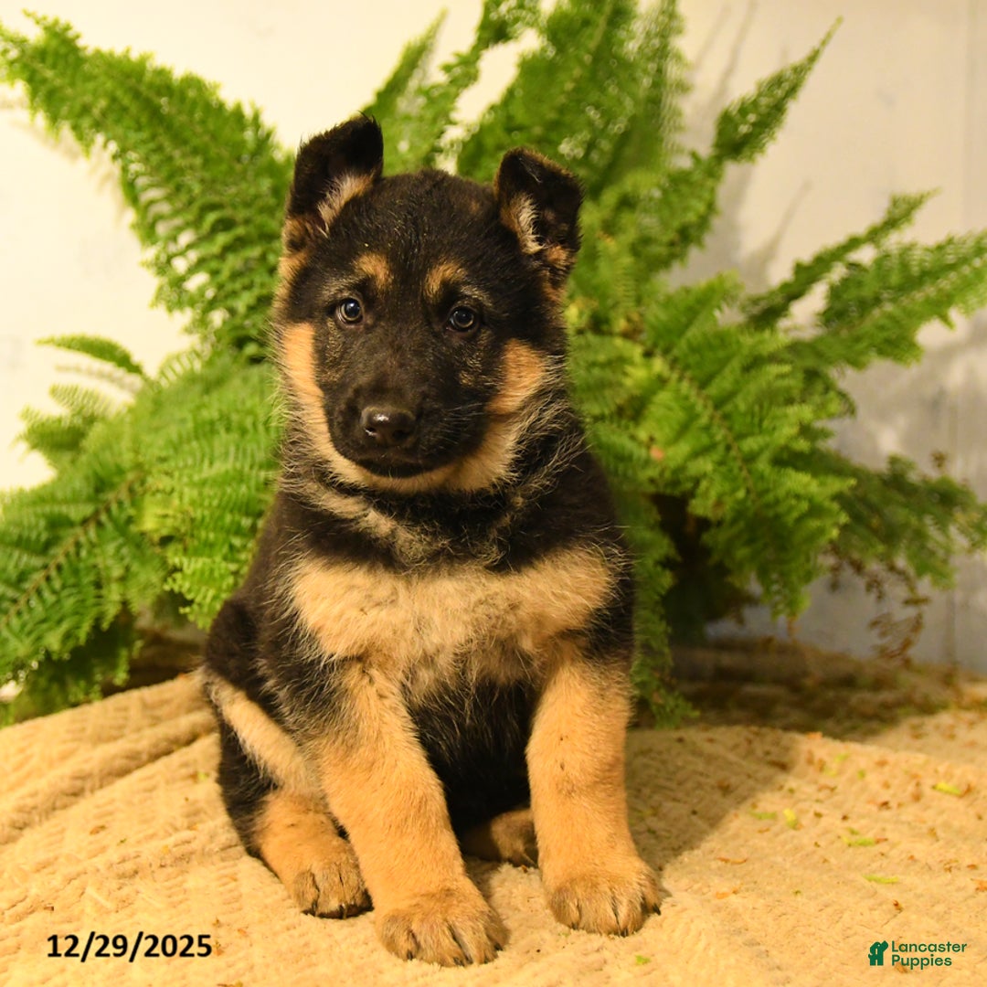 German Shepherd dogs for sale: Valerie - Ad 3