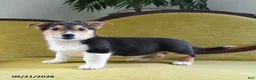 Welsh Corgi Pembroke dogs for sale: Champ  - Ad 8