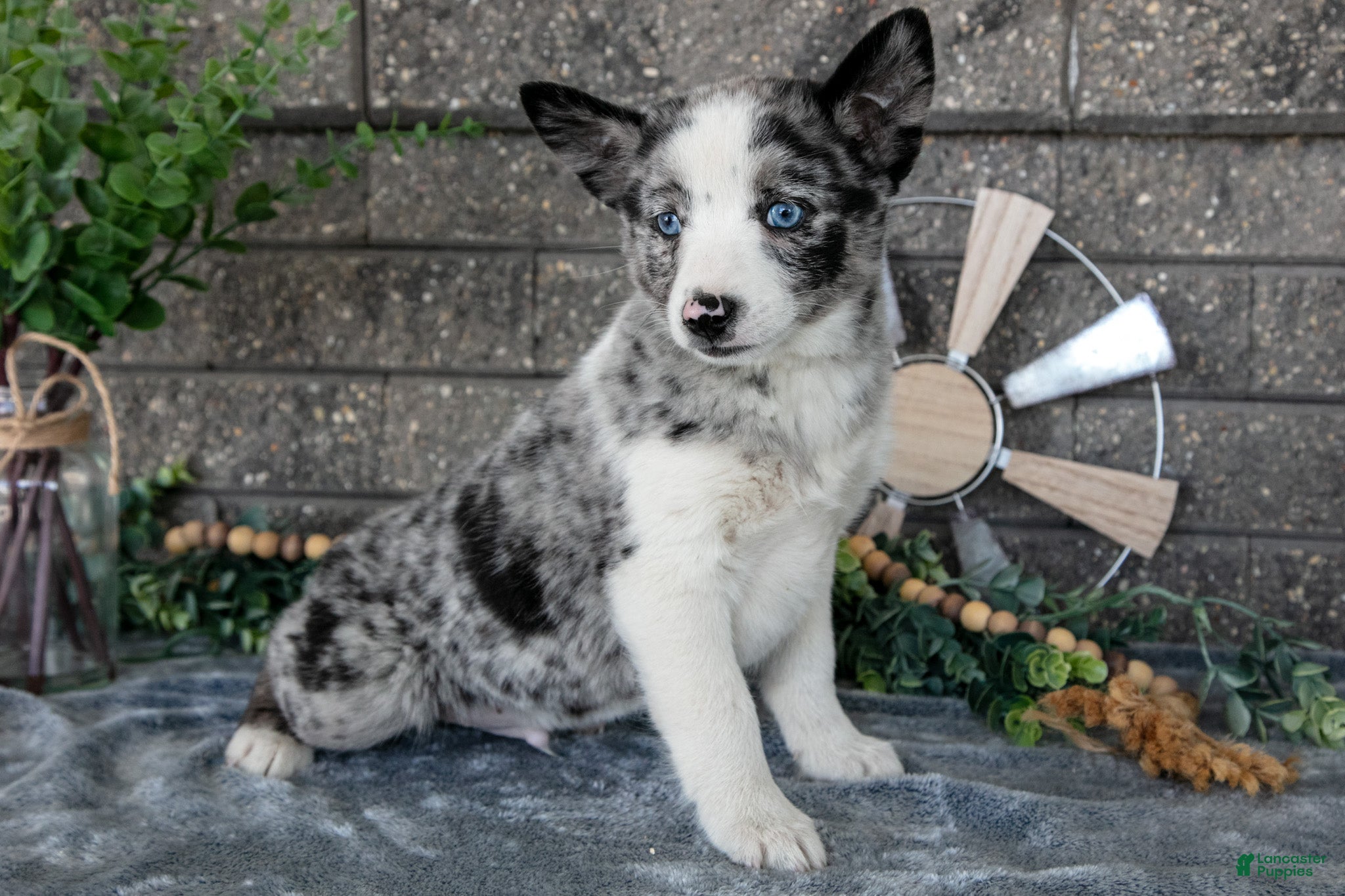 Pomsky dogs Mario - Ad 2