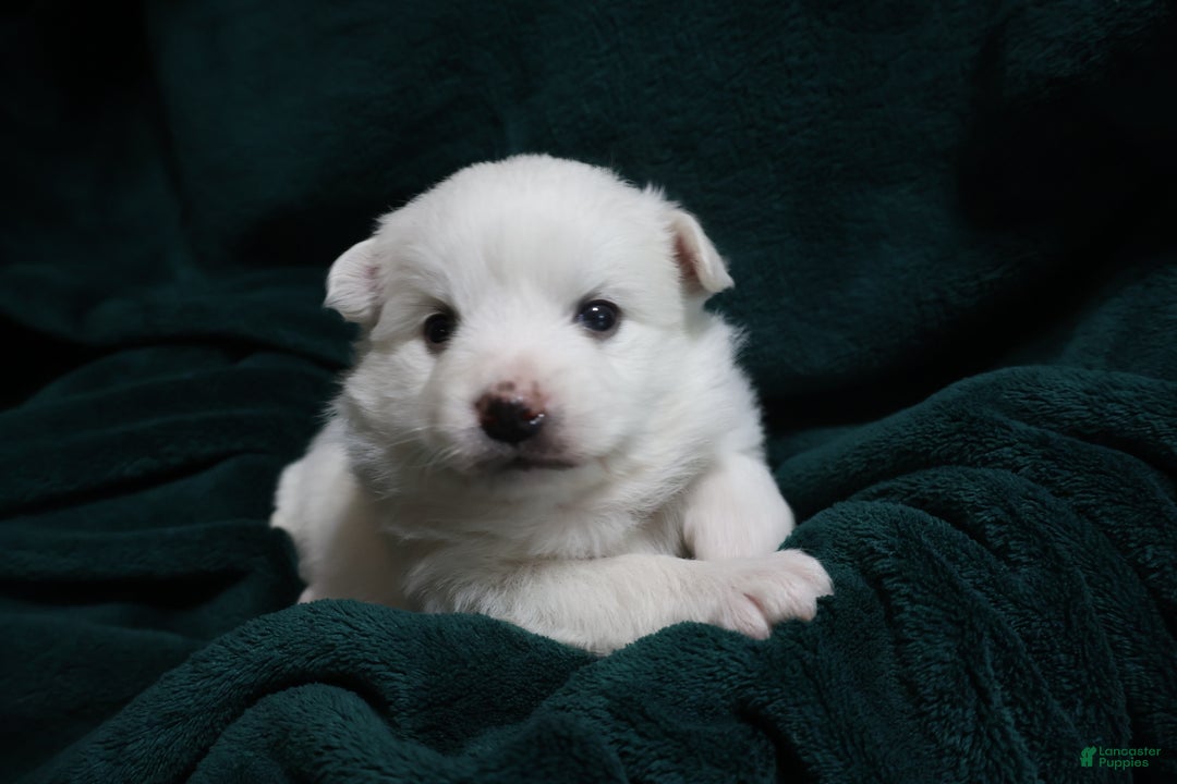 American Eskimo dogs for sale: Spunky - Ad 2