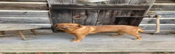 Labrador Retriever dogs for sale: Meadow - Ad 8