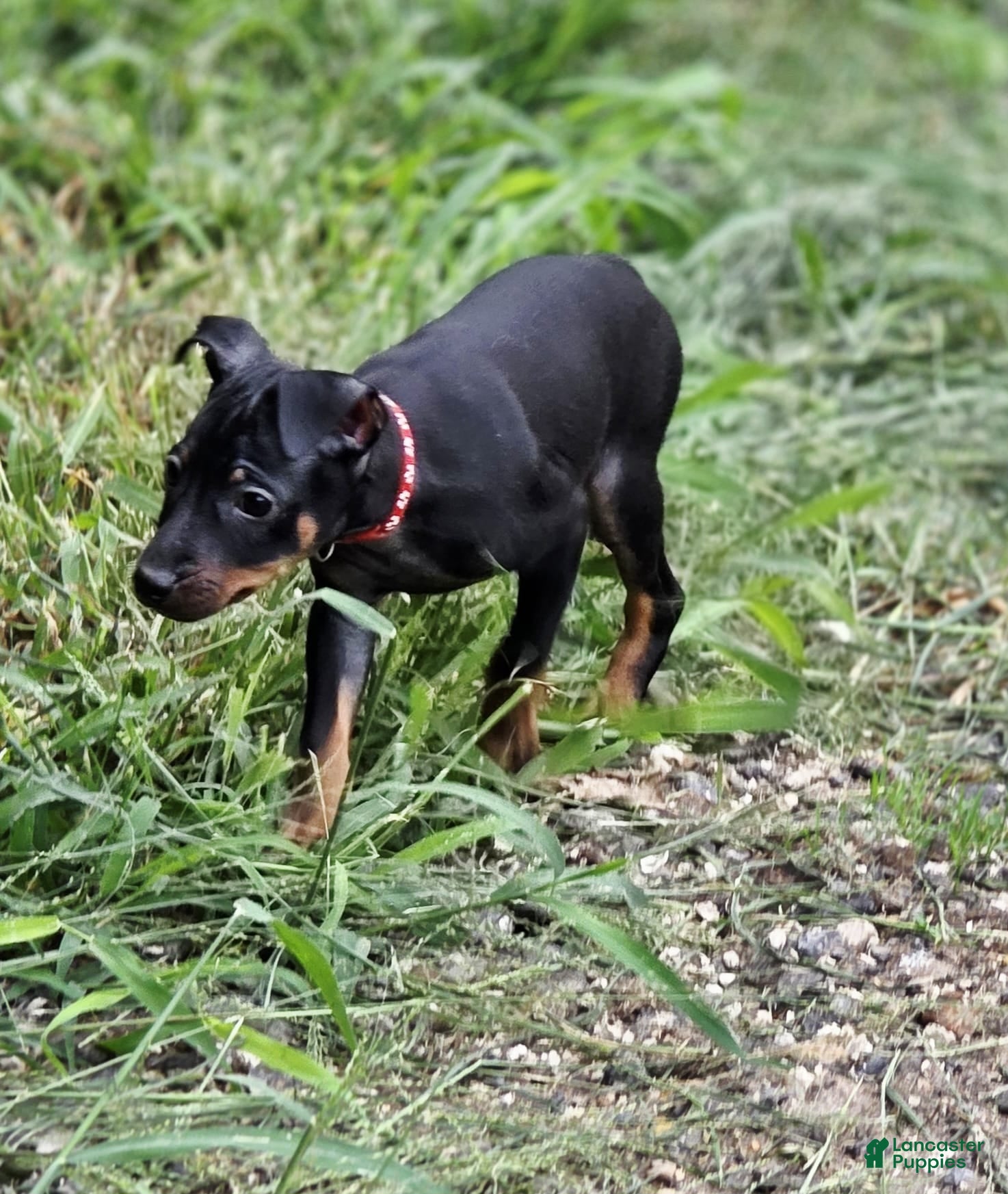 Miniature Pinscher dogs Red - Ad 33