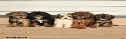 Miniature Poodle dogs for sale: Neva - Ad 5