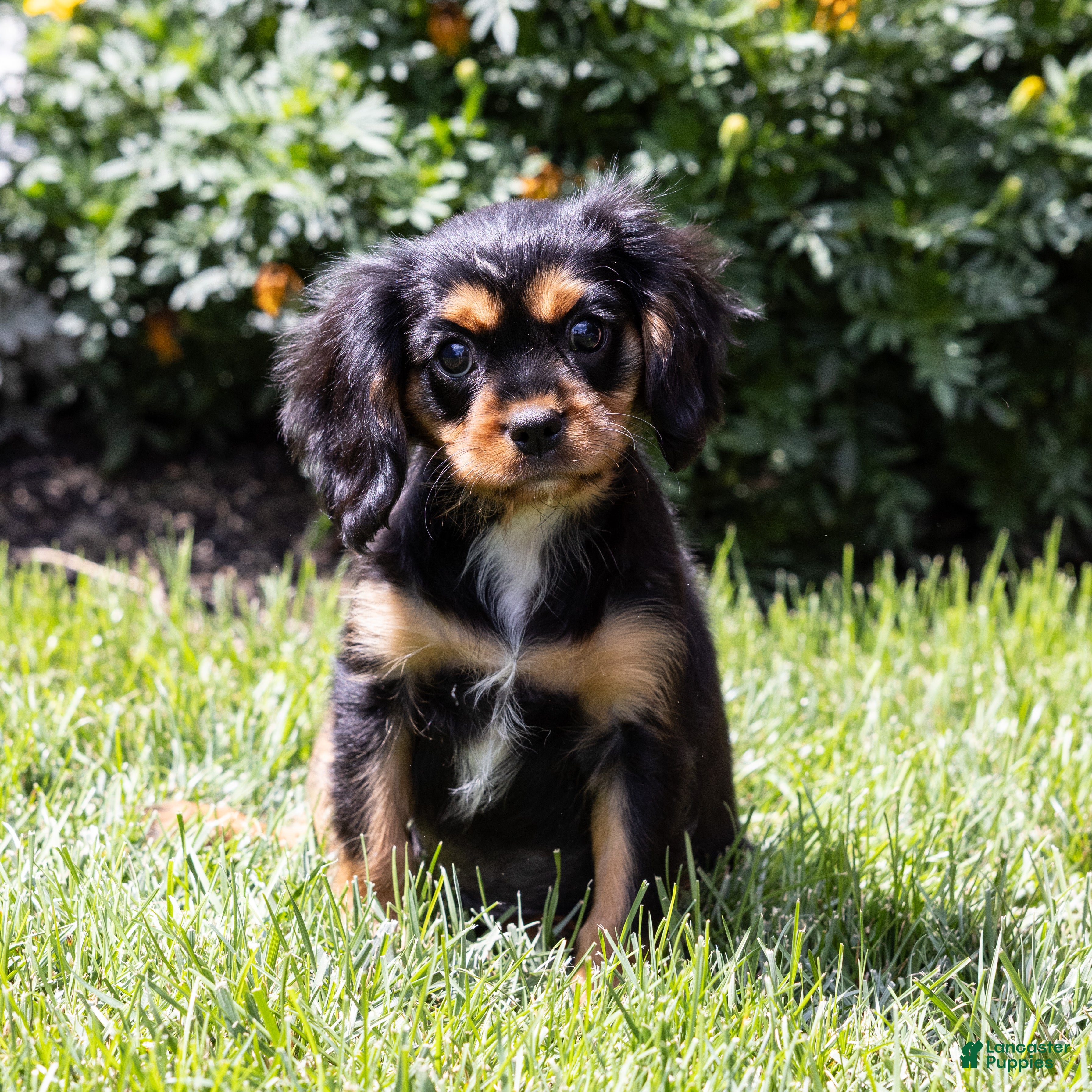 Cavalier King Charles Spaniel dogs Butch - Ad 1