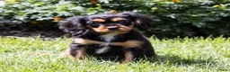 Cavalier King Charles Spaniel dogs for sale: Butch - Ad 8