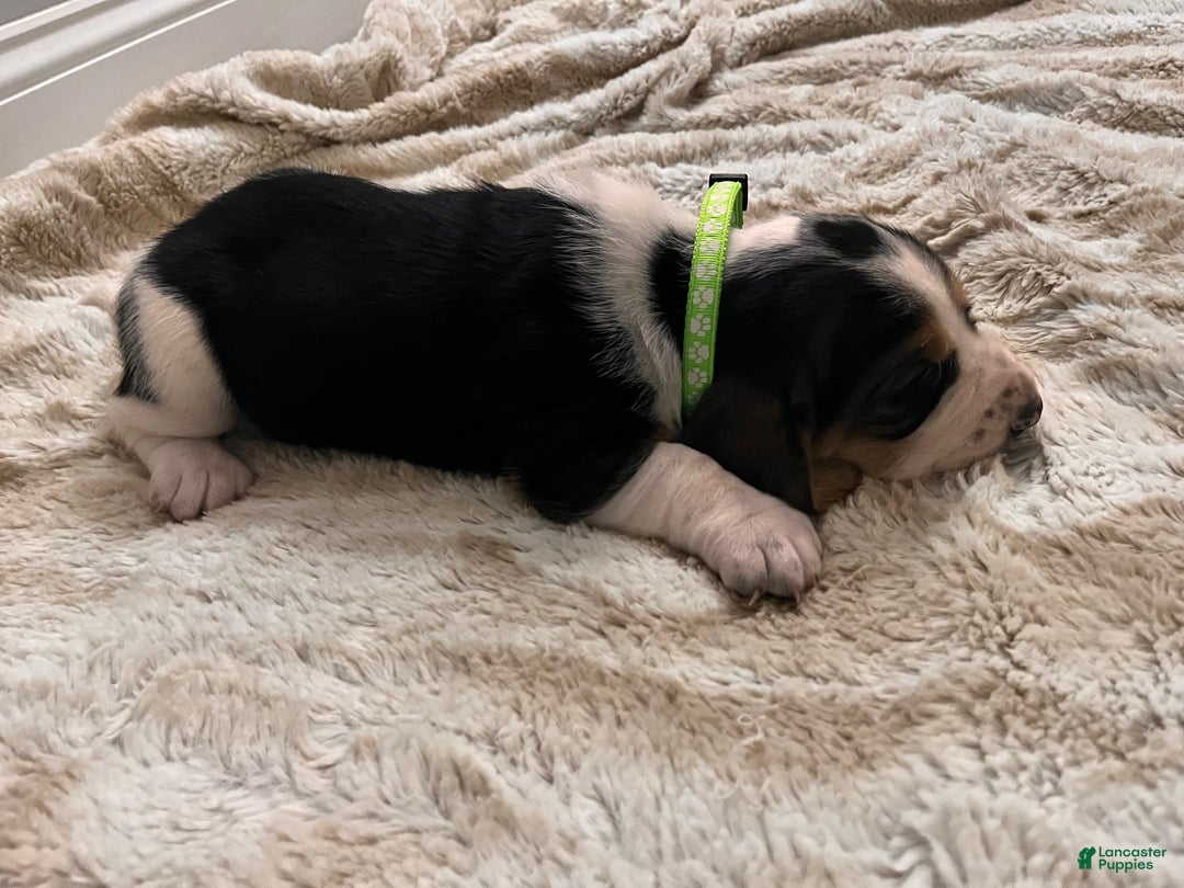 Basset Hound dogs for sale: Lance - Ad 2